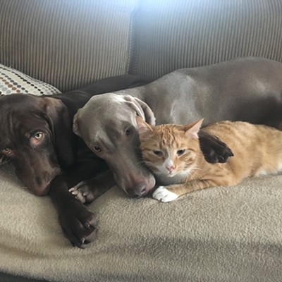 Dogs cuddle cat