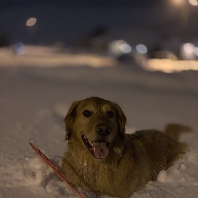 Feb 15 just outside of Moscow. Taken by my son JJ Petersen. Archie playing in the snow.