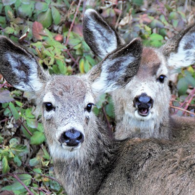 These two young deer were spotted about 10 miles south of Asotin on highway 129. Taken by Mary Hayward of Clarkston February 6, 2019.