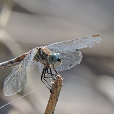 Dragonfly