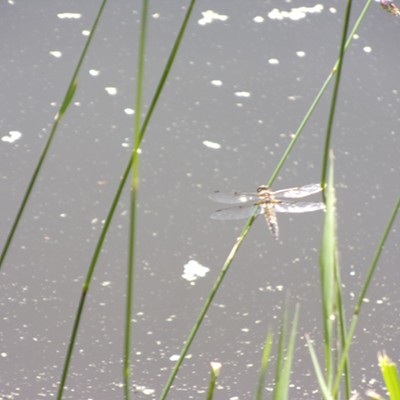This was taken last week at the arboretum. Who doesn't love dragonflies!?