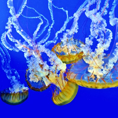 This photo of jellyfish in the new Pacific Seas Aquarium at the Point Defiance Zoo & Aquarium was taken by Leif Hoffmann (Clarkston, WA) on April 14, 2019 while visiting the zoo with family.