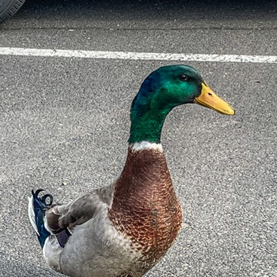 Duck crossing parking lot