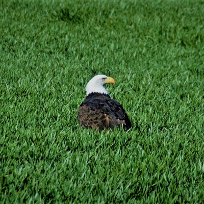 This Bald Eagle was just chill'n in a patch of green grass near Dayton, Washington. Mary Hayward of Clarkston captured this shot February 29, 2020.