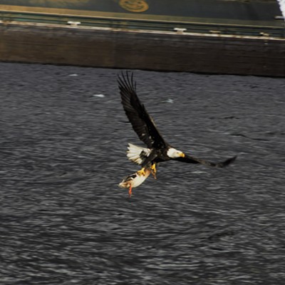 We observed this bald eagle swoop down and snatch a duck out from Evans Pond. Mary Hayward of Clarkston captured this shot December 22, 2020.
