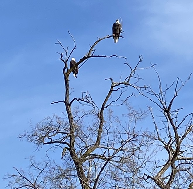 Eagles at Beachview