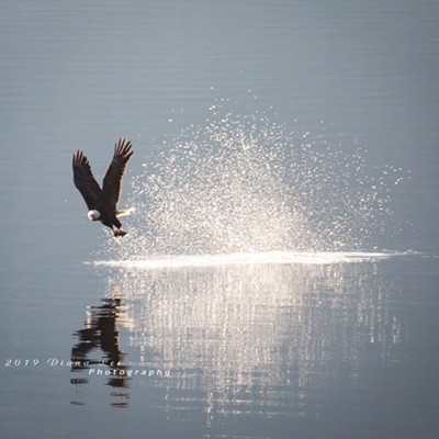 Eagles at Higgins Point, CDA