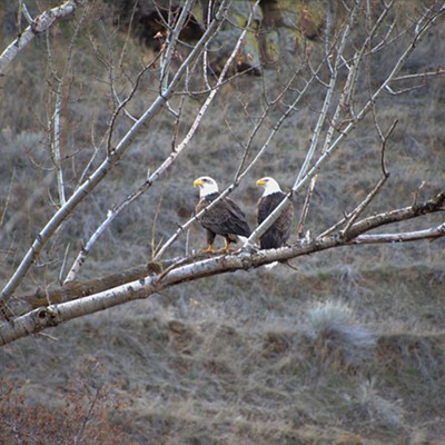 About five miles south of Asotin this pair of bald eagles can be seen at their nest, in their nest or flying around.