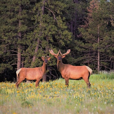 These two elk were spotted in the Blue Mountains June 13, 2019 and taken by Mary Hayward of Clarkston.