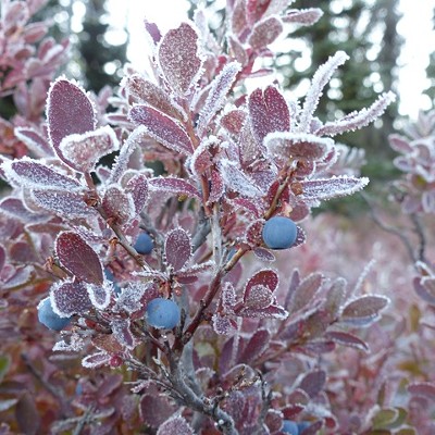 Frost on a huckleberry bush near Lolo Pass, Sept 14, 2016, by Sarah Walker