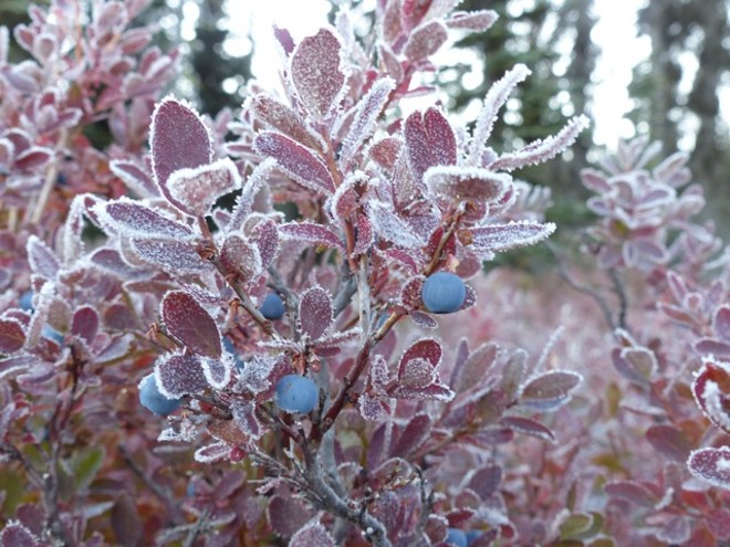 End of Summer in the Idaho Mountains