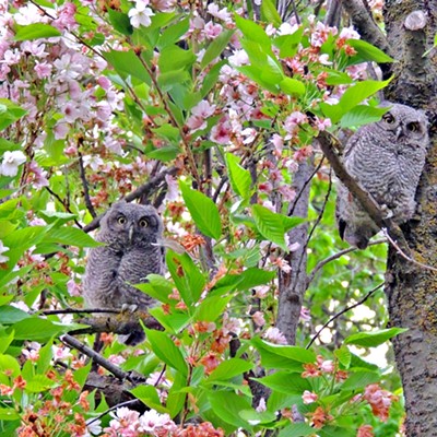 Baby owls in front of Reid Centennial Hall on the LCSC campus enjoying the Art under the Elms festival. The photo was taken by Leif Hoffmann on April 29, 2017.