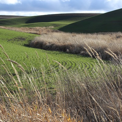 Washington is known as the Evergreen State for its forests of deep green fir and pine trees.  It could just as well be known for its verdant hills of winter wheat on the Palouse.  This picture was taken December 8, 2023, on the Bill Chipman Palouse Trail about halfway between Pullman and Moscow with the sun and clouds playing tag above these hills resplendent with fresh green rows of wheat.