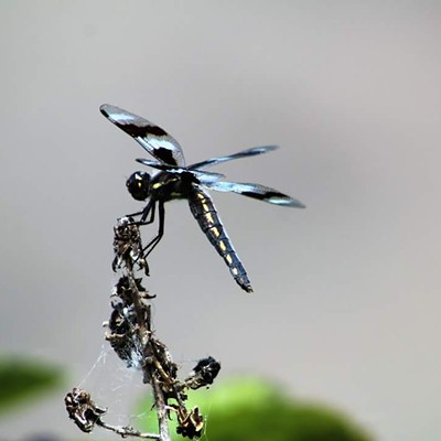 This is a picture I took at the second pond in Clarkston, Wash., of a dragonfly on Aug. 6,&nbsp;2016. After looking at the photographs I noticed that the dragonfly somewhat resembles a fairy.