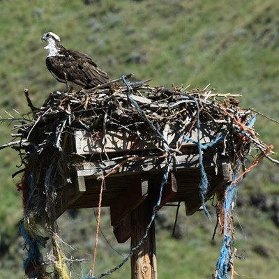 Falcon in Nest