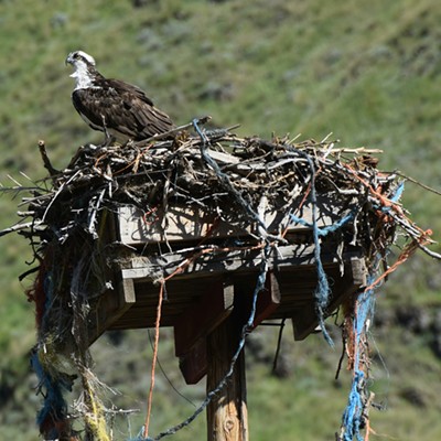 Falcon in nest near off ramp of Southway Bridge Idaho side  March 2016  Photographer Mary Hayward of Clarkston