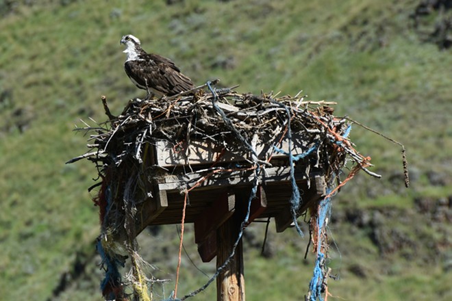 Falcon in Nest
