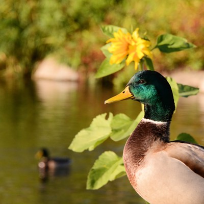A late blooming sunflower and a mallard duck provide some spring colors in November. Photographed at Kiwanis Park by Stan Gibbons on 11-08-2016.