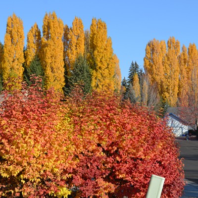 Picture of shrub and poplar trees in October
    Oct 22, 2018
    Moscow, ID
    Fred Rabe
