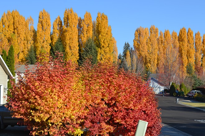 Fall picture of poplar trees