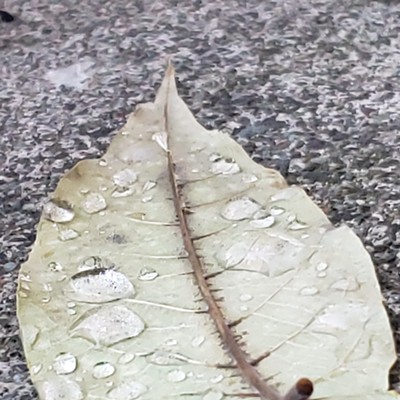 Early morning photo of walnut leaf after fall rain. Taken October 20th, 2019 in my back yard in Lewiston. Photographer is Kim Sullivan