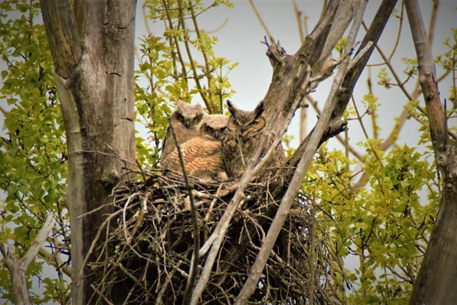 Family of Owls
