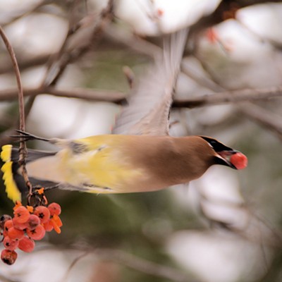 A cedar waxwing gets a meal to go at the Lewiston Wildlife Habitat Area. Photographed on Christmas Eve Day, 2016 by Stan Gibbons of Lewiston.
