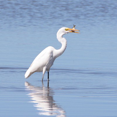 A great egret&nbsp;enjoys an order of small fry at Mann Lake. Photo by Stan Gibbons of Lewiston, taken Sept. 26, 2016.