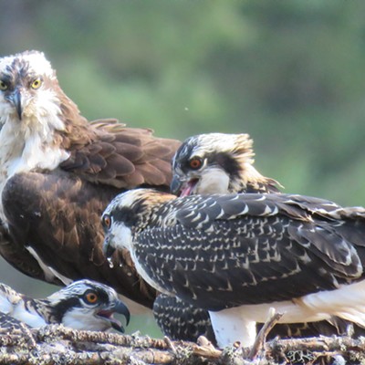 An adult osprey and three juveniles share space in a nest high above the Clearwater River. Le Ann Wilson of Orofino took the photo in mid-July.