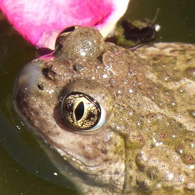 I discovered a small guest in my pond while doing yard work in this nice sunny weather we are having. Photo taken by me at my home in Clarkston in May on Friday the 13th 2016.
