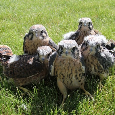 Feisty
    5 American Kestrel Chicks (falcons).  The female is the one at the far left showing off her striped tail; the other 4 are her brothers.