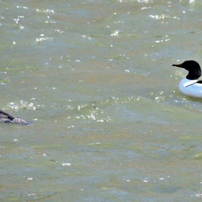 A female Merganser on the left and a male Merganser on the right ply the rapid waters of the Potlatch River near Juliaetta, Idaho on April 9, 2021. Mergansers feed by using the serrated edges on their bills to grasp fish and other aquatic prey.