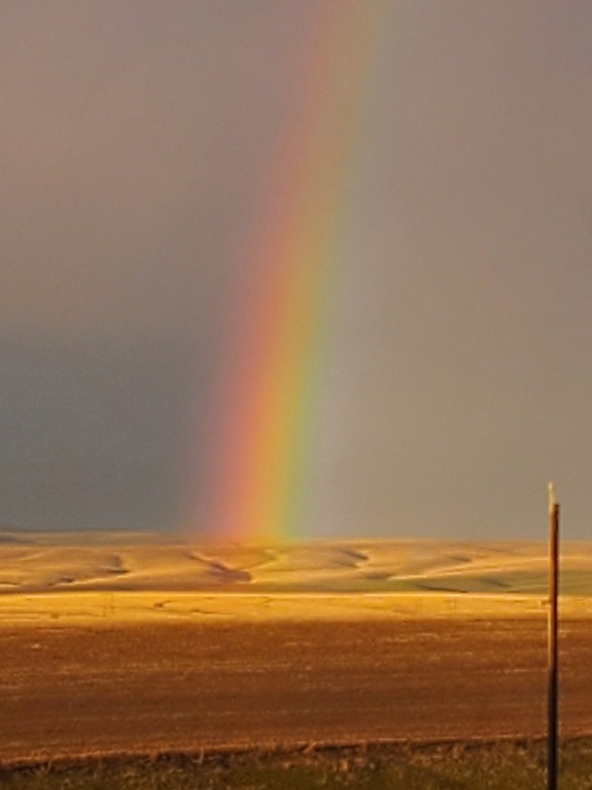 Field Rainbow