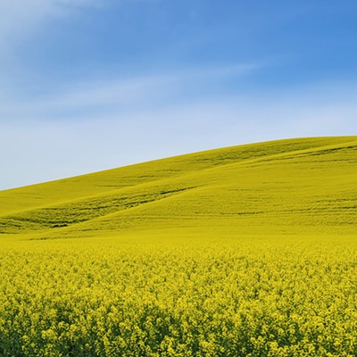 Fields of Mustard