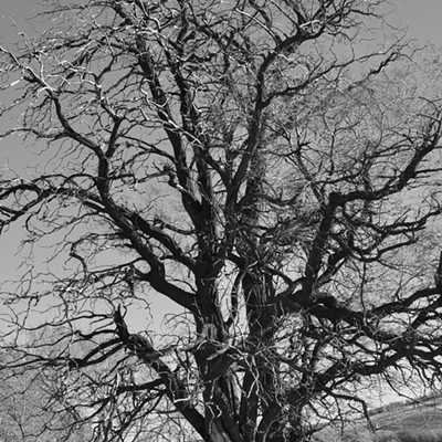 Traveling Highway 12 near Dayton, Wa. I saw this 1940s dodge pickup truck setting in the brush with a look of being forgotten about it. I chose to photograph it in black & white. Some of the greatest photos were done in black & white and show a different meaning.  Photo by Jerry Cunnington, 11/21/2020.