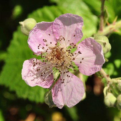 Noticed this sole blossom on a wild blackberry bush near the Clarkston bike path. This seemed to to the first of many blooms that will savory blackberry pie & cobbler later on. Photographed 5/26/21 by Jerry Cunnington