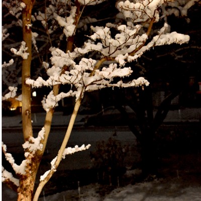 Serene view of branches and succulents being dipped in snowflakes.
    
    Photos taken January 13, 2020
    Ok Riverview Blvd, Clarkston, Wa
    Diana (Grosvenor) Wells