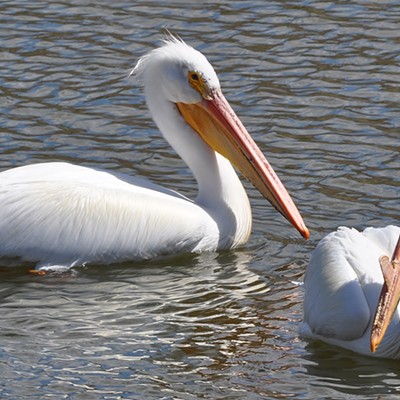 Located these two Pelicans at Evans Pond. When a fish raised to the surface they would rush towards it and try to scoop it their bills. White Pelican's don't dive for their food, as Brown Pelicans do. Photographed by Jerry Cunnington,  5/26/2021.