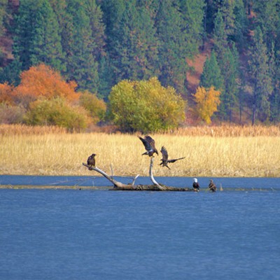 On October 25, 2021 we saw these five eagles at Lake Coeur d'Alene. They seem to come earlier every year. Beautiful to watch.
