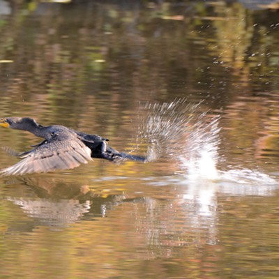 A cormorant gathering speed to take flight raises quite a rooster tail at Kiwanis Park. Stan Gibbons of Lewiston stopped the action on 10-28-2016.