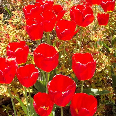 The brilliance of the red makes the tulips look as if they
were artificially placed on the background. Shot May 6 in Moscow.