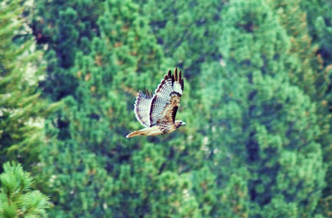 Flying hawk