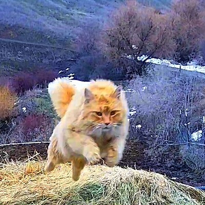 My cat jumping from round bail of hay.
    March 24 at our house on Mccormick ridge. Photo by Dan Aeling.