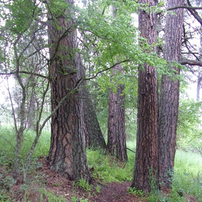 I love how the meadow path at Idler's Rest travels right between these trees-
quite inviting. Taken on June 20th, the last cool spring day of this year.