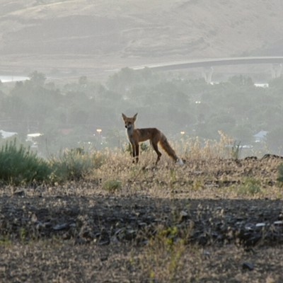 07/11/15 Photo taken in the Lewiston Orchards, just behind the new North 40 store, by Max Moore. I was enjoying the view of our valley, hoping to take a few pictures of the sunset right after a rainstorm. This fox appeared for just a few moments and vanished just as fast. I assume he was there to check out the view as well.