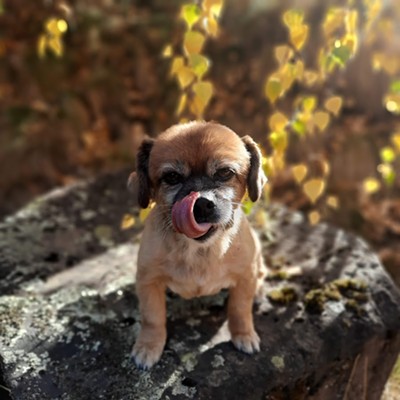 Foxy the dog posing on a rock on a summer morning.