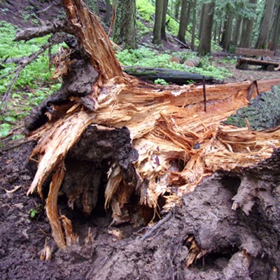 This fallen tree on the Cedar Trail at Idler's Rest provides nice color contrast on this last rainy day of spring 2022.