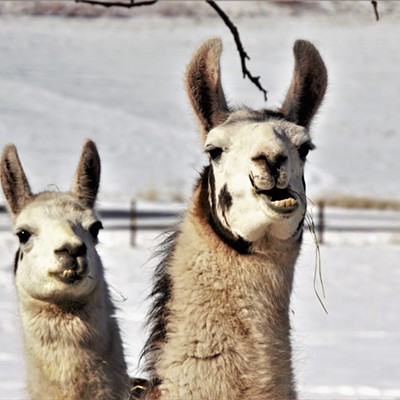 At the bottom of Old Winchester Grade we saw these friendly looking Lamas. Captured Feb. 20, 2018, by Mary Hayward of Clarkston.