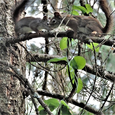 A couple of chummy squirrels at Idler's Rest near Moscow, Idaho on July 1, 2021