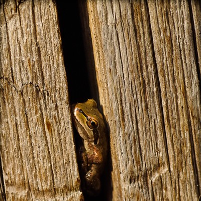Frog in a stump
